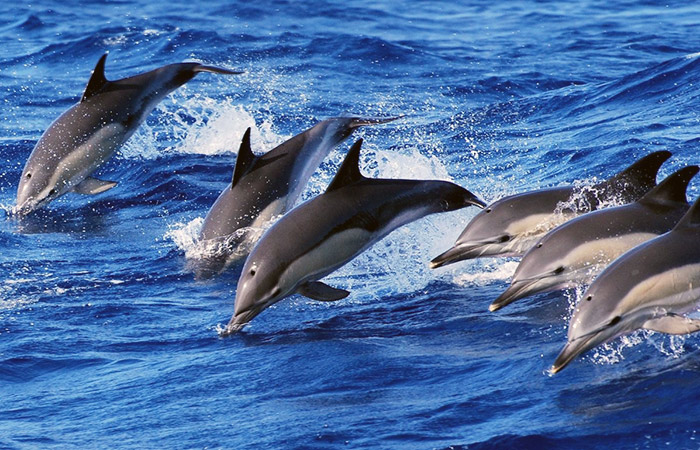 Avistamiento de ballenas y delfines en las Azores