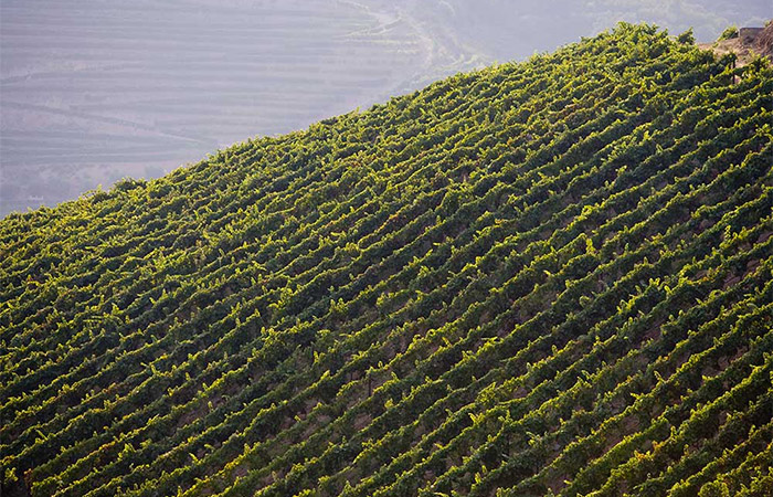 Excursión de un día al valle del Duero