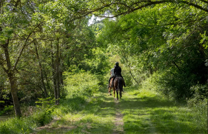 Rutas a Caballo en Parque Natural o Clases de Surf