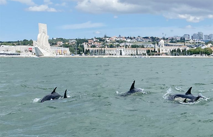 Tour de observación de delfines, traslado a Lisboa y salida