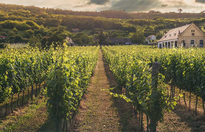 Traslado al valle del Duero, visita a una bodega de día completo y crucero por el río