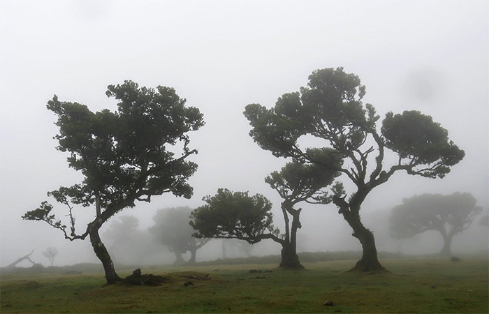 Viaje por el oeste de Madeira