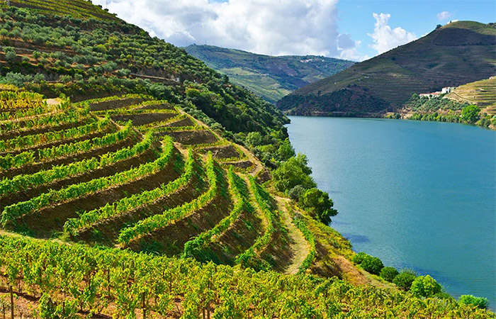 Cata de vinos en el valle del Duero y paseo en barco