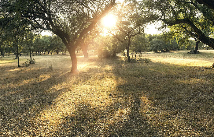 Cosecha del corcho del Alentejo y almuerzo en el campo