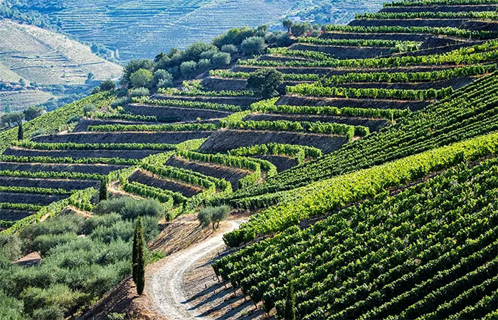 Descubre la región vinícola del valle del Duero