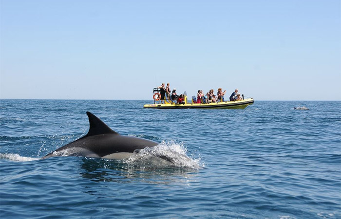 Viaje al Algarve, tour de observación de delfines