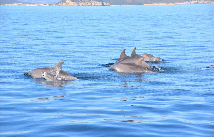 Avistamiento de delfines en el Algarve, senderismo en Rota Vicentina