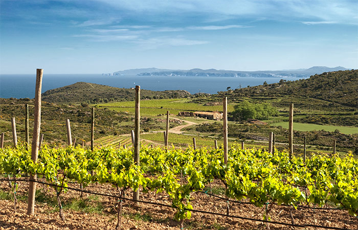 Cata de vinos en el Empordà