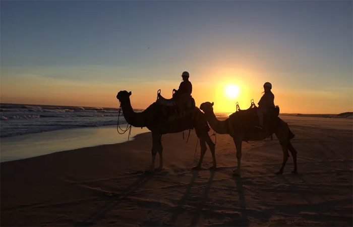 Disfruta de un paseo en camello por las dunas de Corralejo