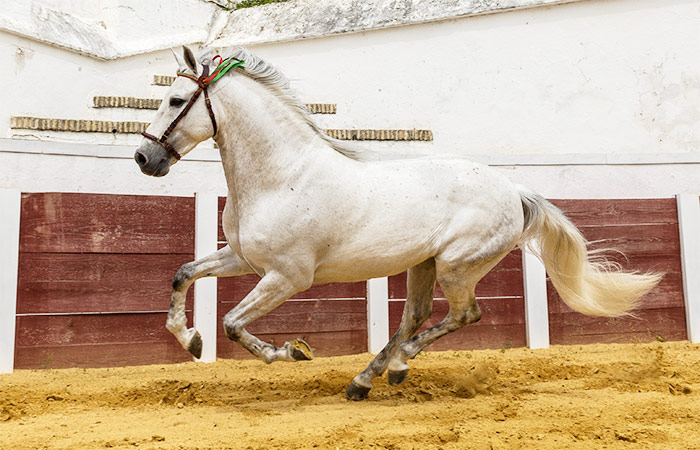 Experimente caballos danzantes y degustación de jerez