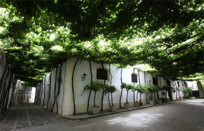 Explora Jerez de la Frontera Caballos danzantes y cata de jerez