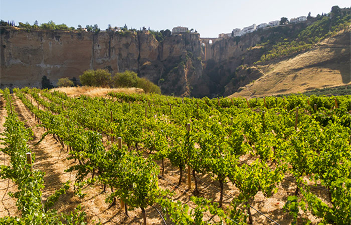 Tour Privado por Ronda, Visita a Bodega