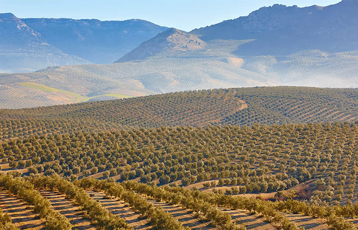 Visita familiar a una finca de aceite de oliva andaluz