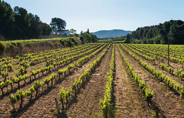 Cata de vinos en el Empordà