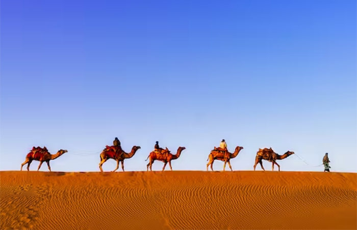 Disfruta de un paseo en camello por las dunas de Corralejo