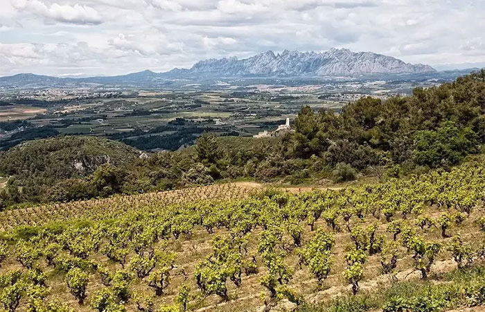 Disfrute de una cata de vinos orgánicos y una cena en un viñedo