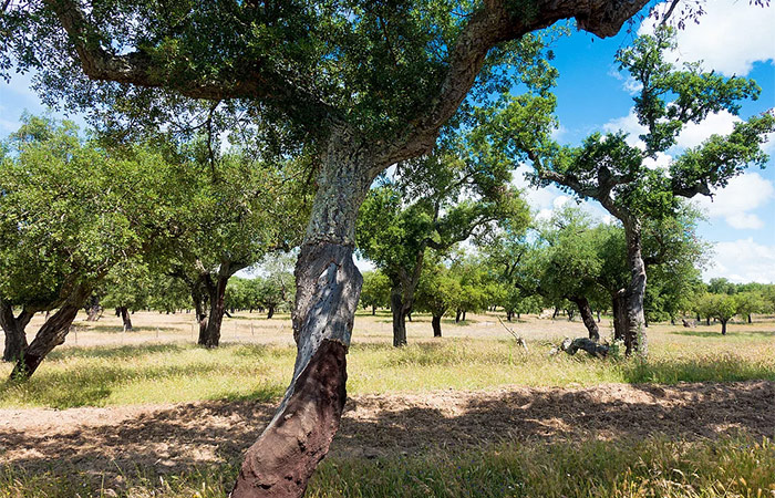 Disfrute de una mañana de recolección de corcho y almuerzo en el campo