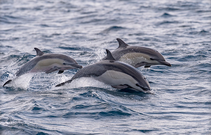 Excursión de avistamiento de delfines y ballenas