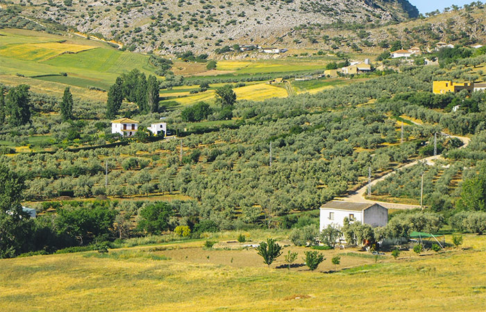 Excursión de un día a la campiña andaluza, clase de cocina de tapas