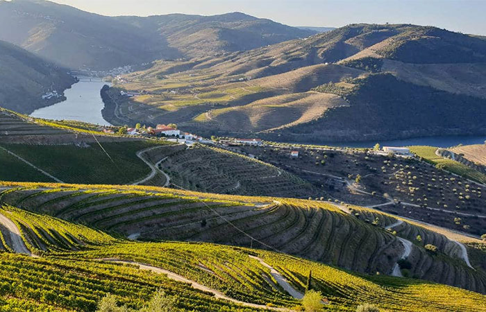 Excursión de un día al valle del Duero, recorrido vinícola y crucero fluvial