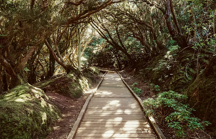 Explora el bosque de Laurisilva