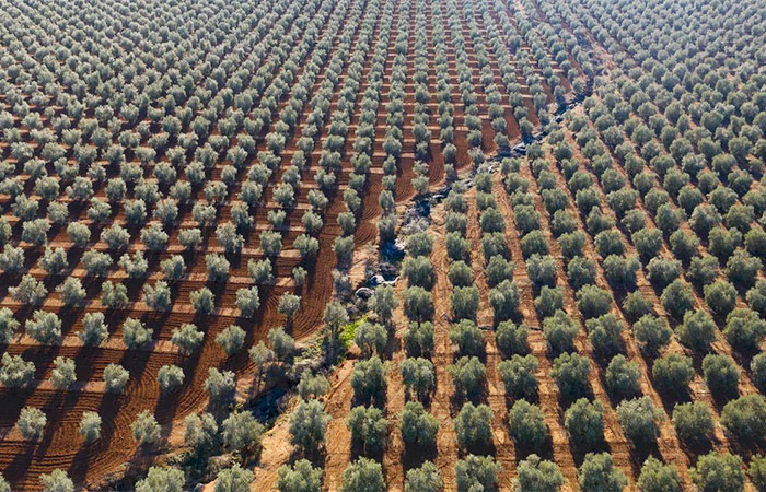 Explora una finca de aceite de oliva andaluza