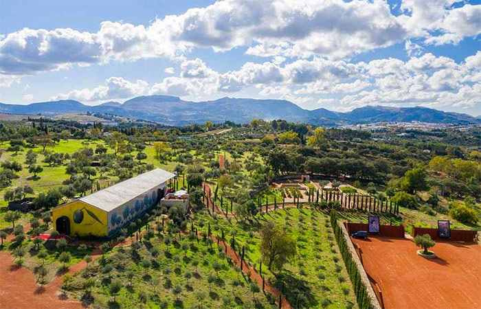 Explora una finca de aceite de oliva andaluza