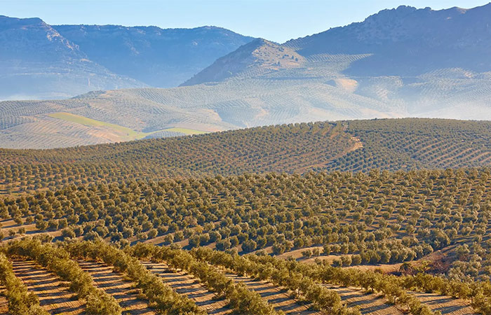 Explora una finca de aceite de oliva andaluza