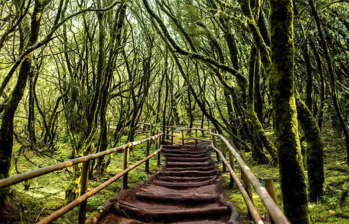 Parque Nacional de Garajonay