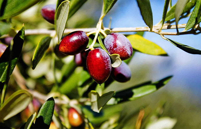 Ruta del Aceite de Oliva por Andalucía