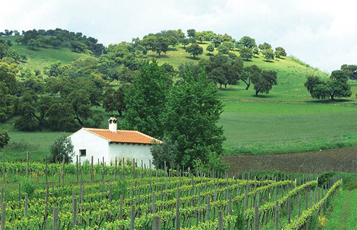 Traslado a Málaga, Ruta del Vino en Ronda