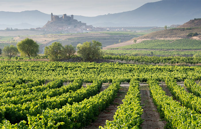 Un siglo de vinos