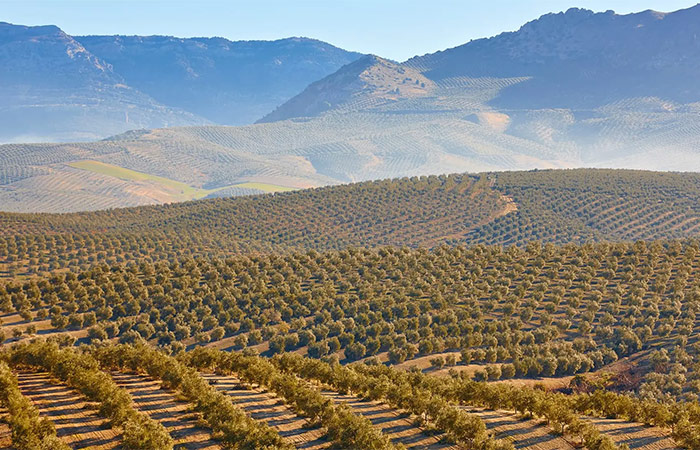 Visita familiar a una finca de aceite de oliva andaluz