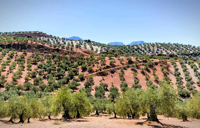 Visita familiar a una finca de aceite de oliva andaluza