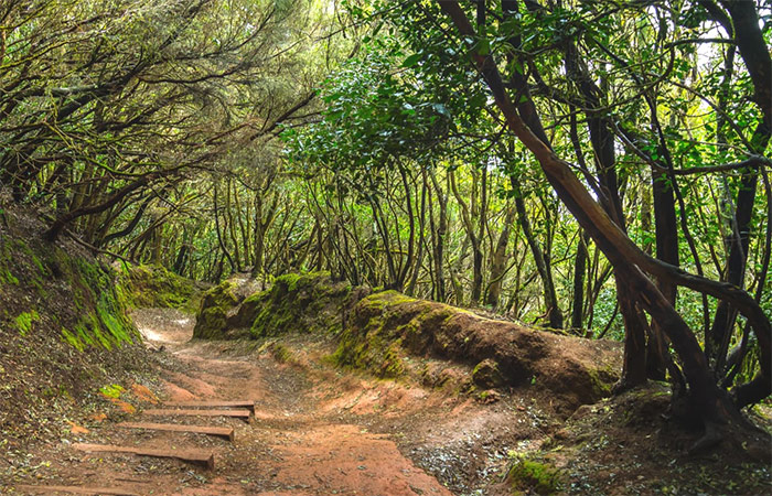 Excursión de senderismo por el Parque Nacional de Anaga