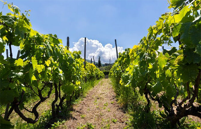 Excursión del Vino en La Mancha