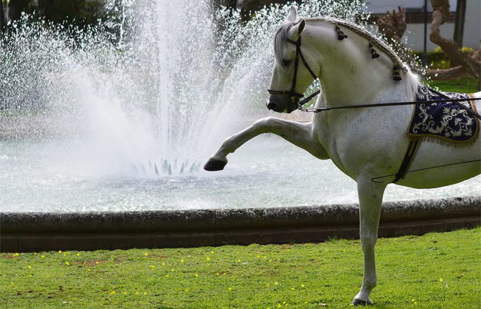 Experimente caballos danzantes y cata de jerez