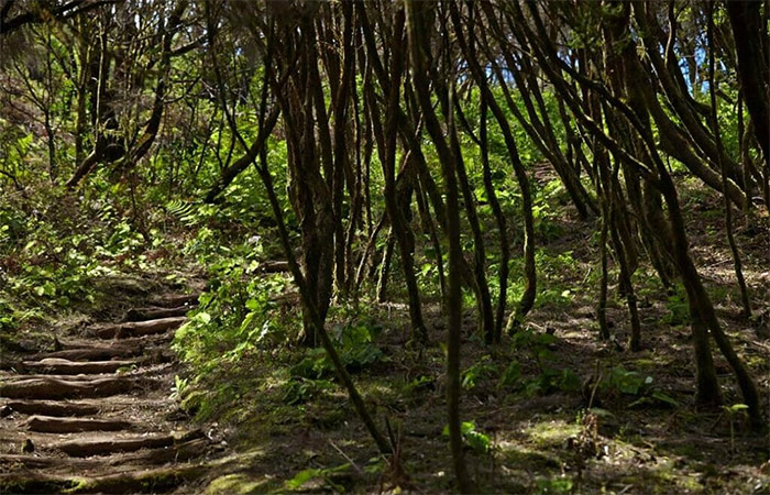 Senderismo en el Parque Nacional de Garajonay