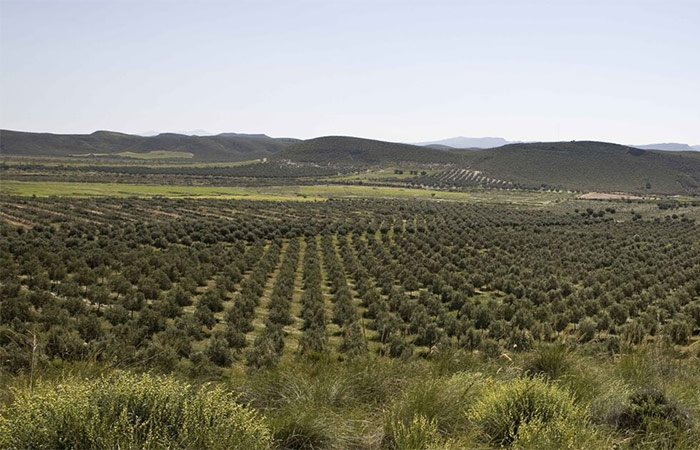 Visita a una finca de aceite de oliva andaluza