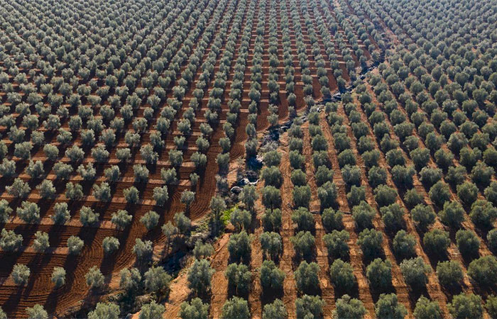 Visita familiar a una finca de aceite de oliva andaluz