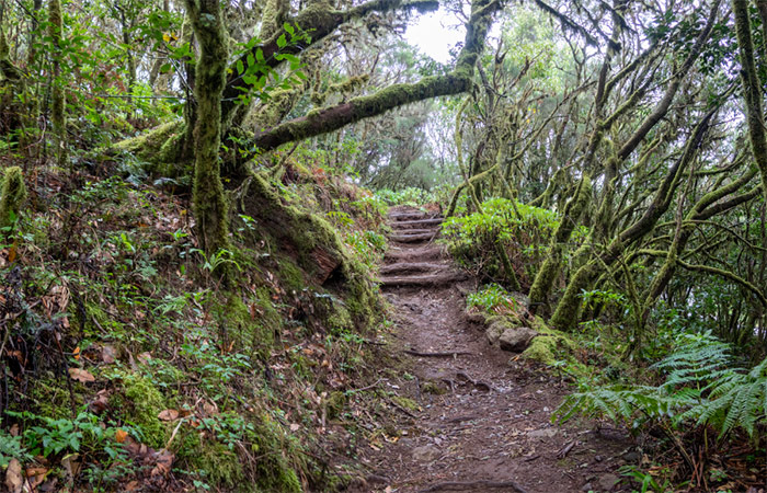 Explora el Parque Nacional de Garajonay