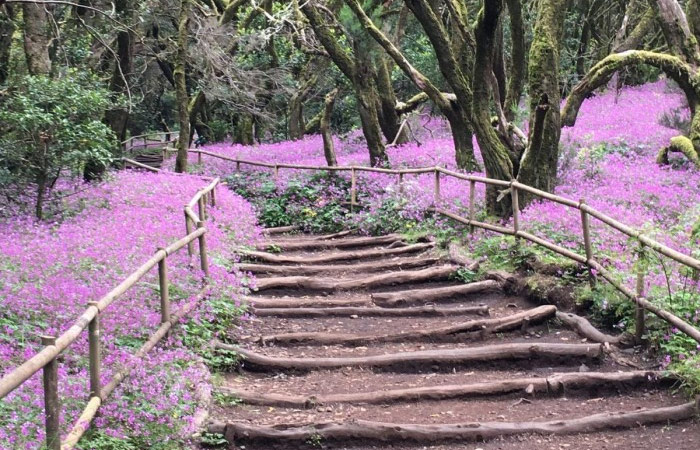 Explora el Parque Nacional de Garajonay