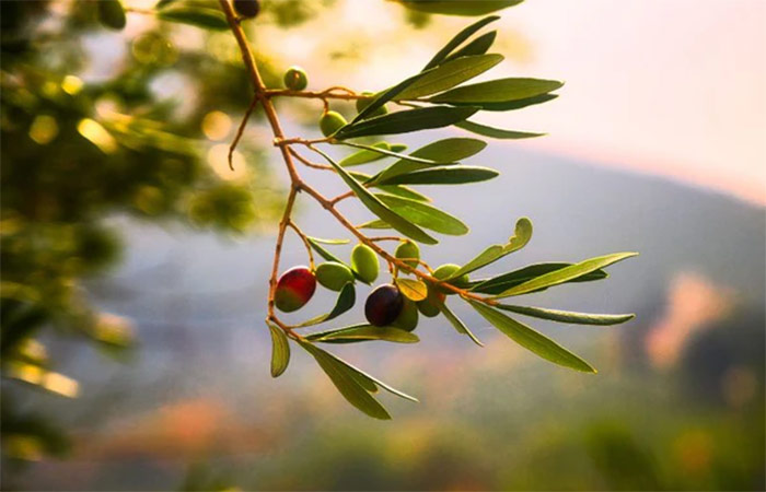 Explora una finca de aceite de oliva andaluza