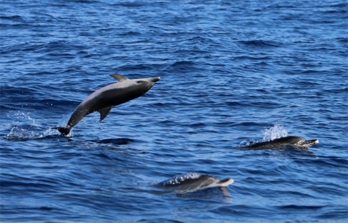 Observa ballenas y delfines en la costa de La Gomera