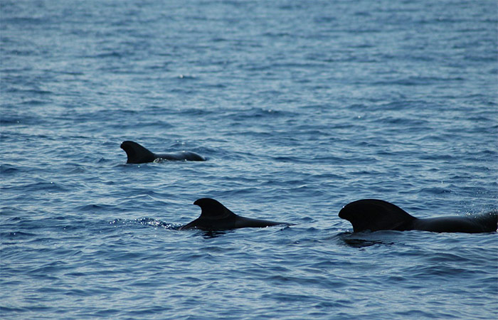 Observa ballenas y delfines en la costa de La Gomera