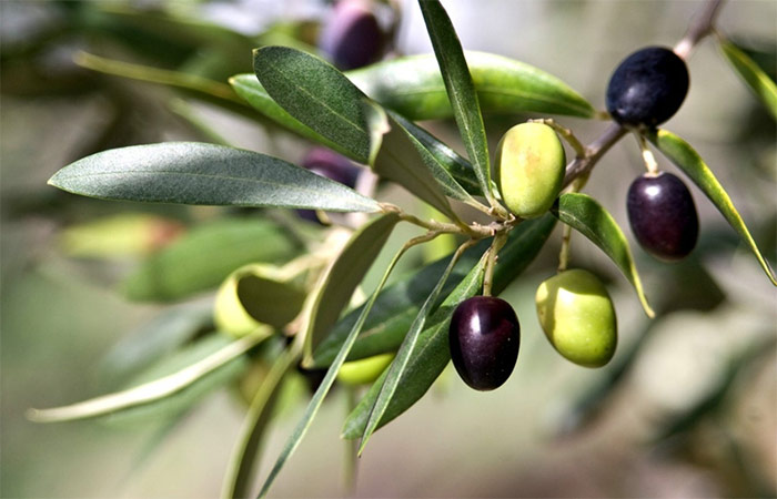 Ruta del Aceite de Oliva por Andalucía